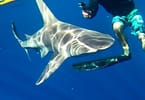 Hawaii tour group: 3 bitten by sharks while snorkeling