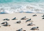 Turtle protection program calls visitors to the Mexican Caribbean