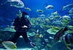 Egyptian authorities prohibit tourists from feeding fish during diving tours