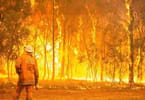 At least 7 dead, over 100 houses and koala habitat destroyed in Australia wildfires