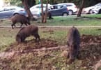 Wild pigs invade Israel’s Haifa
