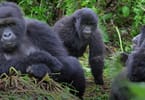 Tataiso ea Gorilla Trekking Afrika