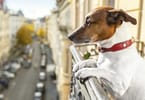 Most and least pet-friendly vacation spots in US ranked