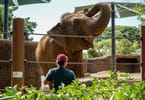 Honolulu Zoo achieves esteemed AZA accreditation