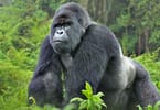 Може ли планинските горили и шимпанзата да добијат коронавирус?
