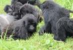 Lelapa la Mountain Gorilla le Felisa Phomolo ea Lona Uganda