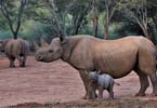 Mkomazi Wildlife Park turns into rhino tourism sanctuary