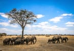 African Wildlife Foundation Champions Biolofical Diversity Conservation