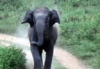 Dreaming of a Travel Safari? How to Calm an Agitated Elephant