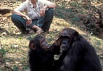 Africa  marks sixty years of dedicated Chimpanzee research