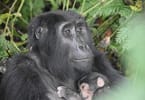 Fifth Gorilla Birth in Uganda in 6 Weeks