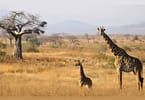 New Tanzania Wildlife Safari Park