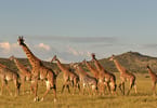 Action plan launched to conserve giraffe in Tanzania