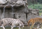 Tigers back in Uganda after 40 year hiatus