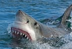 Swimmer killed in rare New Zealand great white shark attack
