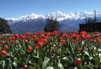 Tulip Garden in Uttarakhand | eTurboNews | eTN