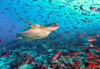 Four countries formalize “Ocean Highway” in the Galapagos Islands