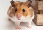 Pet hamsters are ok: Hong Kong lifts COVID-19 small animal ban