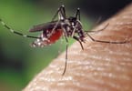mosquito - image courtesy of pixabay