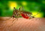 Hawaii Melaporkan Kes Virus Denggi Berkaitan Perjalanan
