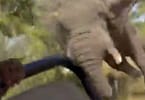 Elephant gburu onye njem nlegharị anya US dị afọ 80 na Safari Safari
