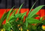 Tabar Marijuana Na Nishaɗi Daga Ƙarshe An Halalta a Jamus