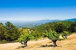 vingård - bilde med tillatelse fra wikipedia