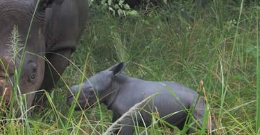 Rhino Fund Uganda celebrates new birth