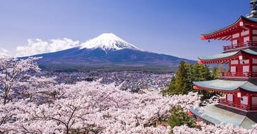 Chasing Cherry Blossoms: Sakura Season in Japan