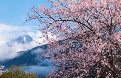 Songtsam 2 Peach Blossoms against the Snow Mountain e1648154548955 | eTurboNews | eTN