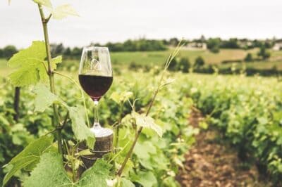 Wine.Bordeaux.Part2 .1 e1650136685553 | eTurboNews | eTN