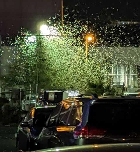 Giant grasshopper swarm invades Las Vegas
