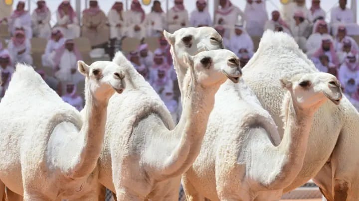 Camels with Botox banned from Saudi camel beauty pageant