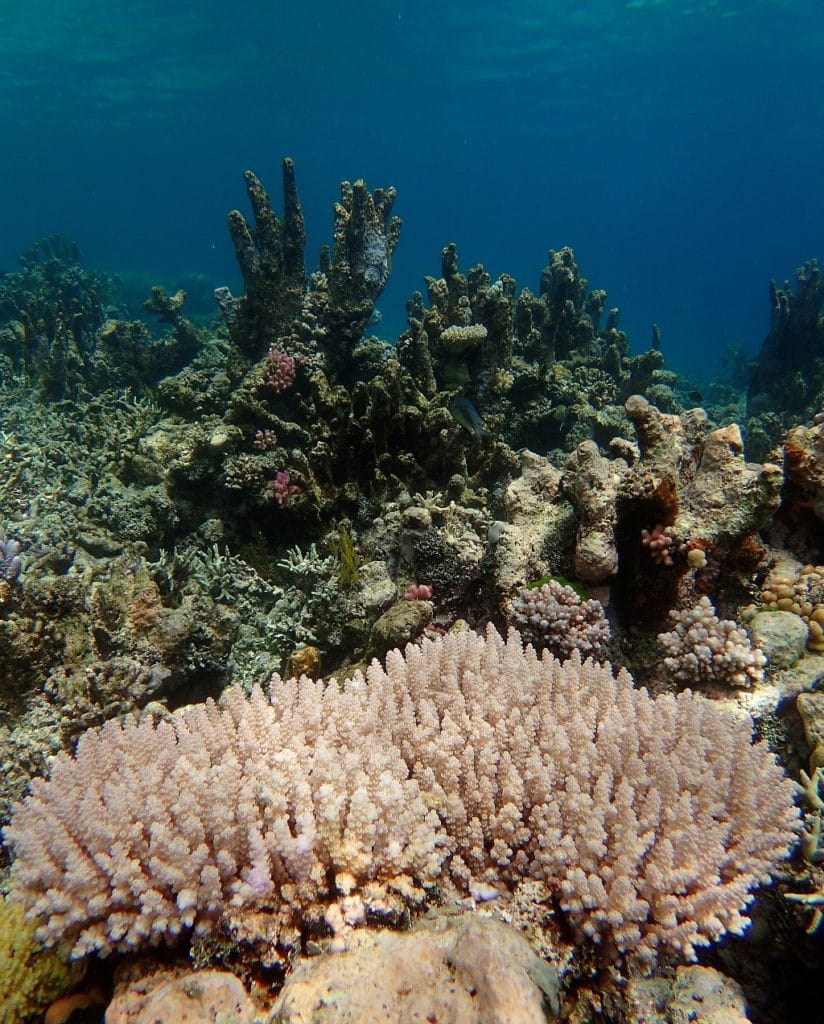 corals1