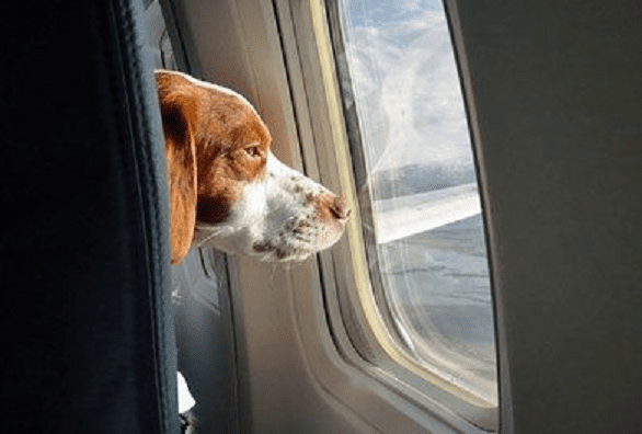 pet-friendly-airline