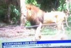 Renegade lion killed in freak accident in Uganda