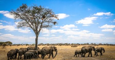 African Wildlife Foundation Champions Biolofical Diversity Conservation
