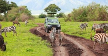 Africa Safari Tour Specialists in Germany Seek Court Order Over Travel Warning