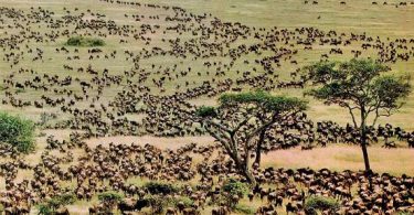 Can the Annual Wildebeest Migration Boost Domestic Tourism?