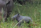 Rhino Fund Uganda celebrates new birth