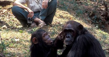 Africa  marks sixty years of dedicated Chimpanzee research