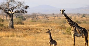 New Tanzania Wildlife Safari Park