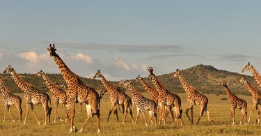 Action plan launched to conserve giraffe in Tanzania