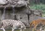 Tigers back in Uganda after 40 year hiatus