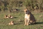 Kenya Safari Travel Guide: How to Plan a Luxury Masai Mara Safari from India