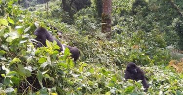Here is why you should go gorilla trekking now