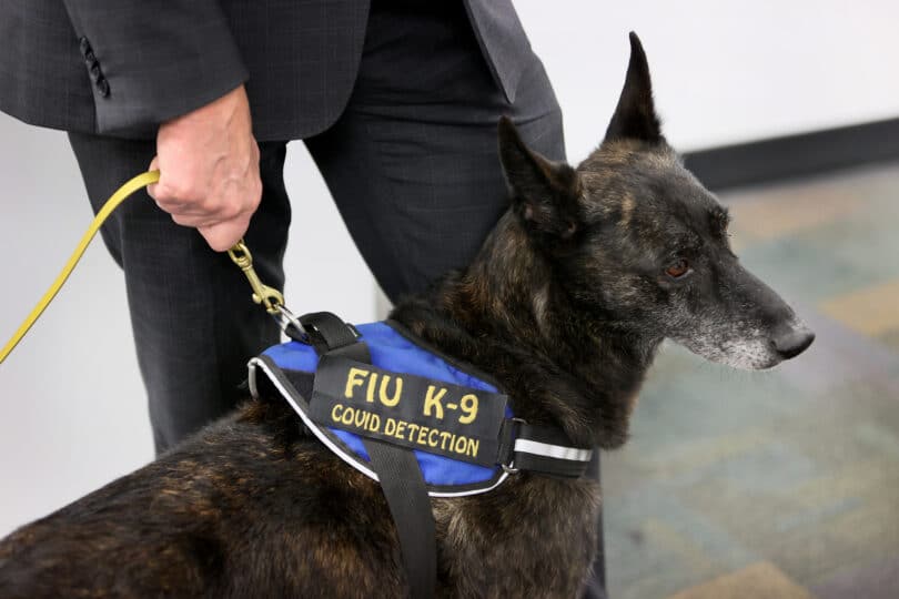 COVID-19-sniffing dogs coming to Miami Airport