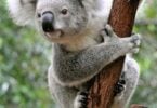 Koalas are now officially endangered species in Australia