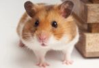 Pet hamsters are ok: Hong Kong lifts COVID-19 small animal ban