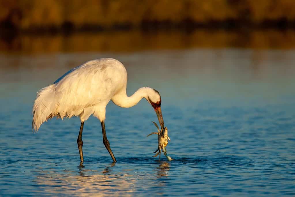 Adult Whooping Crane duri…Agency on Shutterstock